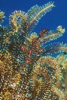 Camouflage In Nature Drucke: Harlequin ghost pipefish