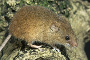 Harvest Mouse UK Drucke: Harvest Mouse