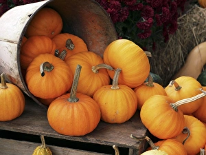Pumpkin Seeds Nutrition Drucke: Harvested pumpkins