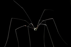 Gunung Mulu National Park Drucke: Harvestman