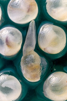 Garden Wildlife Photography Drucke: Hatching egg of Arion hortensis
