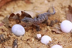 Drucke von Der Gecko schlüpft aus seinem Ei Bilder Datiert 2012 Januar: Geckohochzeit