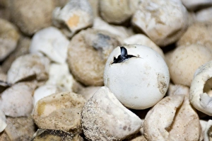 Turtle Conservation Efforts Drucke: Hatching green turtle