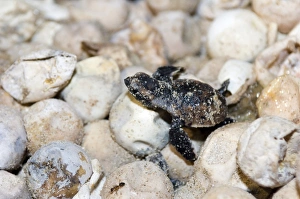 Turtle Conservation Efforts Drucke: Hatching hawksbill turtle