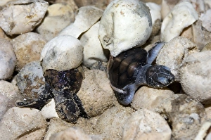 Turtle Conservation Efforts Drucke: Hatching turtles