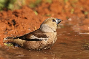 Woodland Birds Europe Drucke: Hawfinch