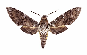 Hawk Moth Species Drucke: Hawk moth C016 / 2190