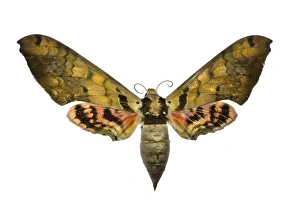 Moth Species Drucke: Hawk moth C016 / 2274