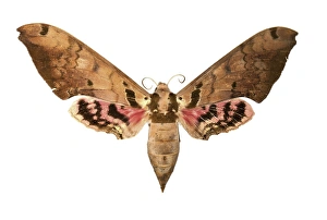 Moth Species Drucke: Hawk moth C016 / 2275