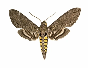 Butterfly Moths Drucke: Hawk moth C016 / 2276