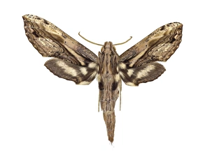 University Of Valencia Specimens Drucke: Hawk moth C016 / 2278