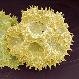 Scanning Electron Micrograph Of Pollen Drucke: Hawksbeard pollen, SEM