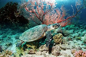 Drucke von Schildkröte (Eretmochelys imbricata) schwimmt über einem Korallenriff. Diese Meeresschwalbenart ist aufgrund ihrer kritischen Gefahr des Aussterbens und als geschütztes Tier geschützt Bilder Datiert 2010 September: Schildkröte der Sumpfwalusse