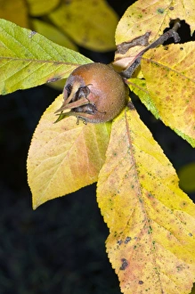 Autumn Foliage Italy Drucke: Hawthorn fruit