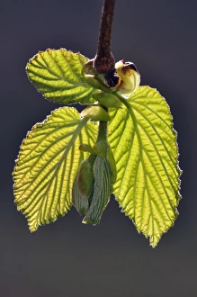 Spring Awakening Images Drucke: Hazel leaves