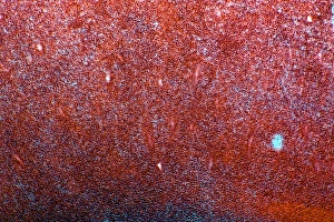 Drucke von Eiche-Nuss. Lichtmikroskopische Abbildung einer Schnittstelle durch eine Nussschale aus einem Eichbaum (Corylus avellana), die große Menge an Fett (rot) im Endosperm-Tissue zeigt Bilder Datiert 2012 Januar: Haselnuss, leichte Mikroskopie