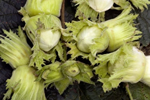 Autumn Foliage Photos Drucke: Hazel nuts