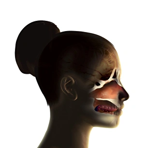 Human Head Anatomy Drucke: Head anatomy, artwork