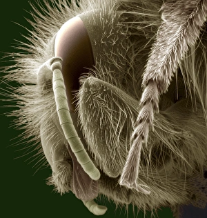 Insect Anatomy SEM Drucke: Head of a bee, SEM