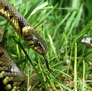 Wild Life Photography Drucke: Head of a common grass snake