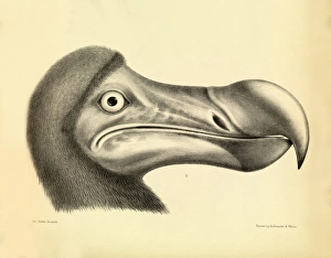 Kopf eines Dodos, Gemälde von 1848