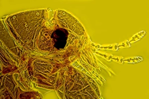 Light Micrograph Drucke: Head of a human flea, light micrograph