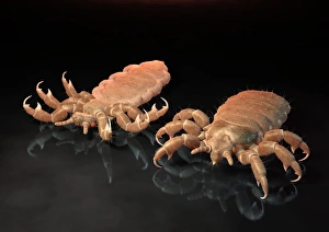Pediculus Humanus Capitis Drucke: Head lice, artwork