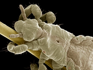 Drucke von Kopfkräusler. Farbiger Rastertonenmikroskop (SEM) eines Kopfkrüslers (Pediculus humanus capitis), der sich an einem menschlichen Haar festhält Bilder Datiert 2009 Mai: Kopfkernlause, SEM