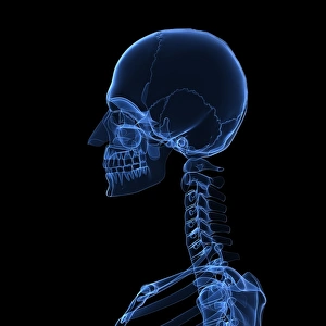 Head and neck bones, artwork