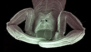 Coloured Scanning Electron Microscopy (SEM) Drucke: Head of a scorpion, SEM