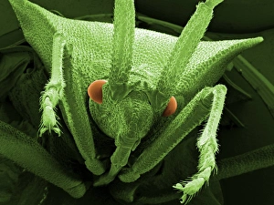Scanning Electron Micrograph Insects Drucke: Head of a shield bug, SEM