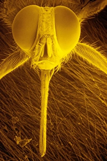 Wild Life Photography Drucke: Head of Tsetse fly