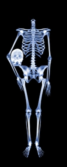 Human Skeleton Anatomy Drucke: Headless skeleton
