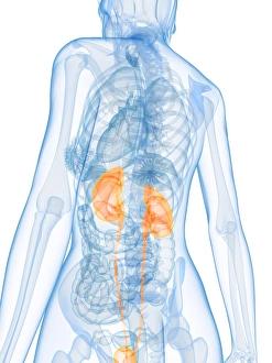 Human Body Organ Systems Drucke: Healthy urinary system, artwork