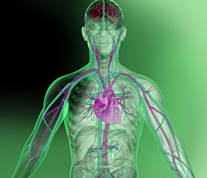 Human Circulatory System Illustration Drucke: Heart and brain vascular system, artwork