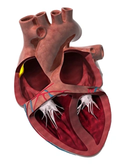 Human Cardiovascular System Drucke: Heart chambers and sinus node, artwork C014 / 2030