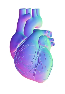 Computer Generated Heart Image Drucke: Heart, computer artwork