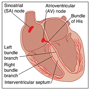Human Heart Anatomy Drucke: Heart conduction system, artwork