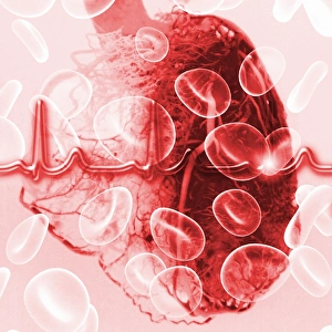 Red Blood Cells Drucke: Heart and ECG