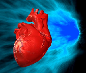Human Heart Illustration Drucke: Heart