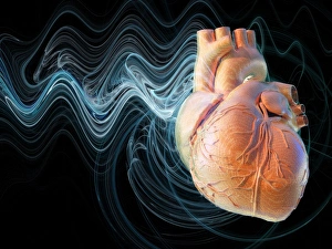 Human Circulatory System Diagram Drucke: Heart