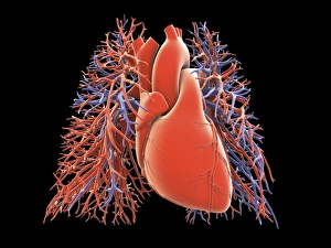 Heart Anatomy Drucke: Heart-lung circulatory system, artwork