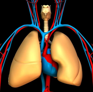 Circulatory System Artwork Drucke: Heart-lung system, artwork