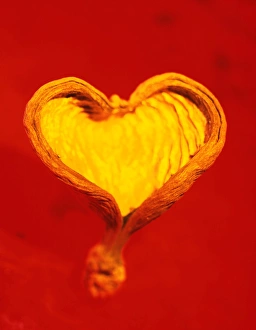 Conceptual Heart Image Drucke: Heart-shaped nutshell