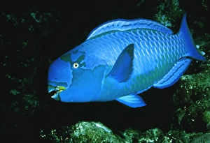 Drucke von Der schwerbeakschädelfisch oder Steephead-Schädelfisch (Chlorurus gibbus) Bilder Datiert 2002 Juni: Schwerbekkelschnabelfisch