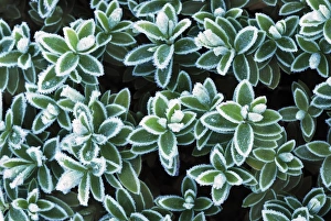British Winter Landscapes Drucke: Hebe rakiensis