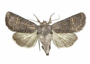 Drucke von Rostschwanz-Maulkäfer (Tholera cespitis). Dieser Käfer ist in Europa bis Sibirien vorkommend. Die Probe wurde von der Universität Valencia, Spanien, erhalten Bilder Datiert 2013 Mai: Rostmotthausamele (C16/2293)
