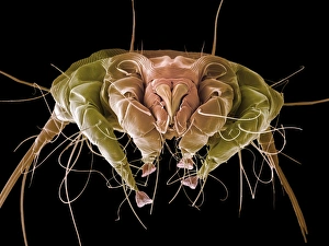 Drucke von Ameise mit (Caparinia sp.), farbiger Rastertiefenmikroskopiebild (SEM). Blick auf die besonderen Mundteile der Ameisen, wobei sich scharfe Zähne befinden Bilder Datiert 2009 Februar: Eichhörnchen mit SEM