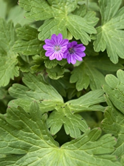 European Wildflowers Images Drucke: Hedgerow geranium (Geranium pyrenaicum)