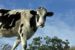 British Cattle Breeds Drucke: Heifer cow